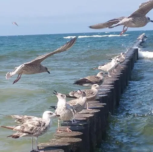 Апартаменты Grand Royal Maris - Najlepsza Lokalizacja, Bardzo Blisko Portu I Plazy, Parking, Nowy Kameralny Apartamentowiec, Scisle Centrum *